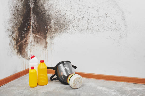 Best Certified Mold Removal  in New Lenox, IL