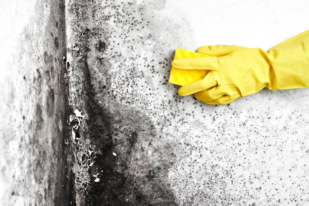 Best Black Mold Removal  in New Lenox, IL