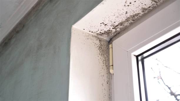 Best Toxic Mold Removal  in New Lenox, IL