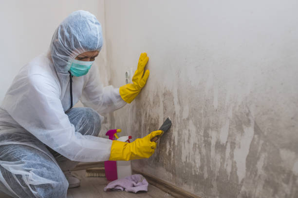 Best Commercial Mold Removal  in New Lenox, IL