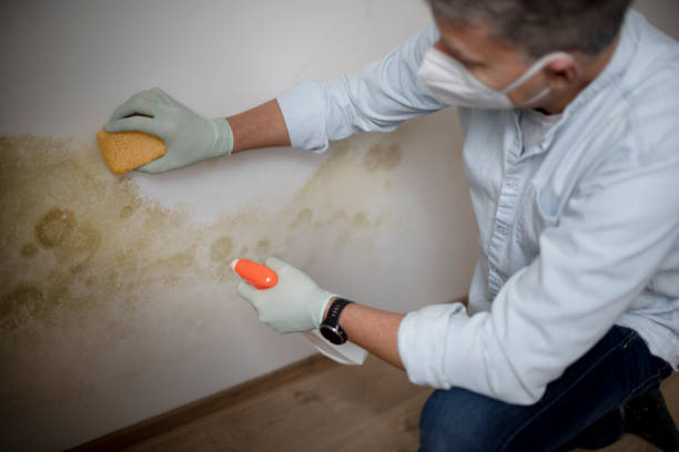 Best Office Mold Removal Services  in New Lenox, IL