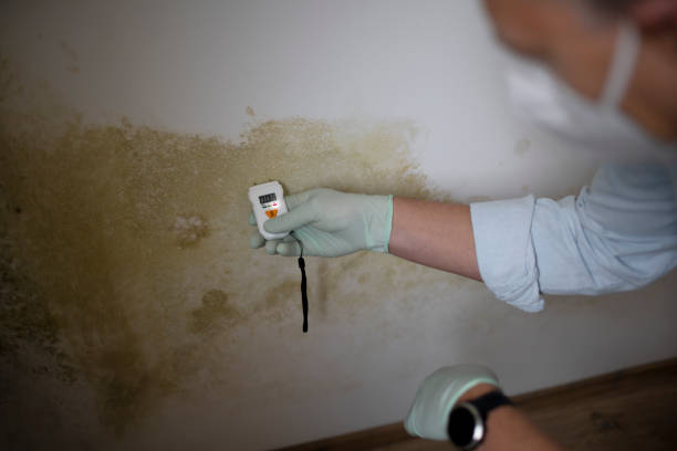Best Commercial Mold Removal  in New Lenox, IL