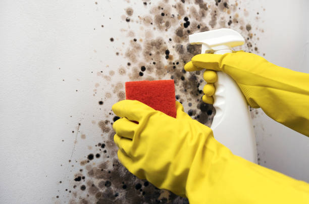 Best Attic Mold Removal  in New Lenox, IL