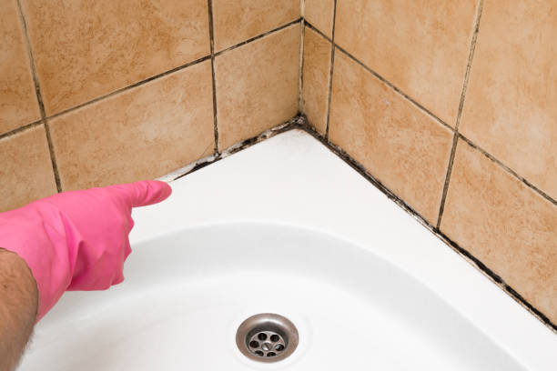 Best Mold Remediation Experts  in New Lenox, IL